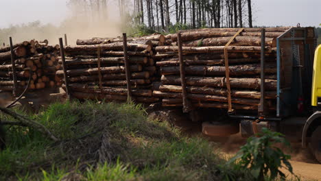 a truck loaded with wooden logs drives on dirt road in a forest, representing timber transport and forestry work