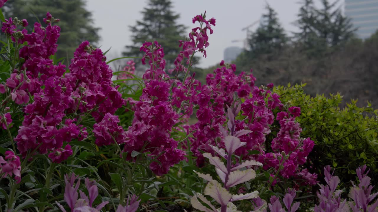 Vibrant pink flowers bloom with trees and city buildings in the background