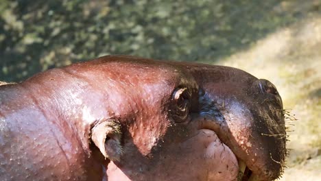 pygmy hippo displaying behavior in chonburi, thailand