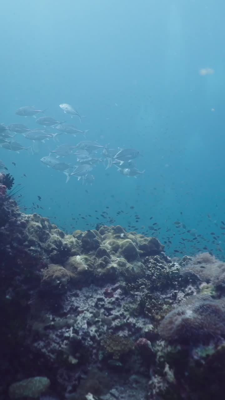 Underwater scene with a school of fish swimming over a coral reef