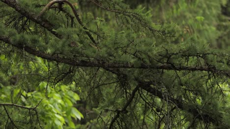 Pájaro-Cuervo-Común-En-El-árbol