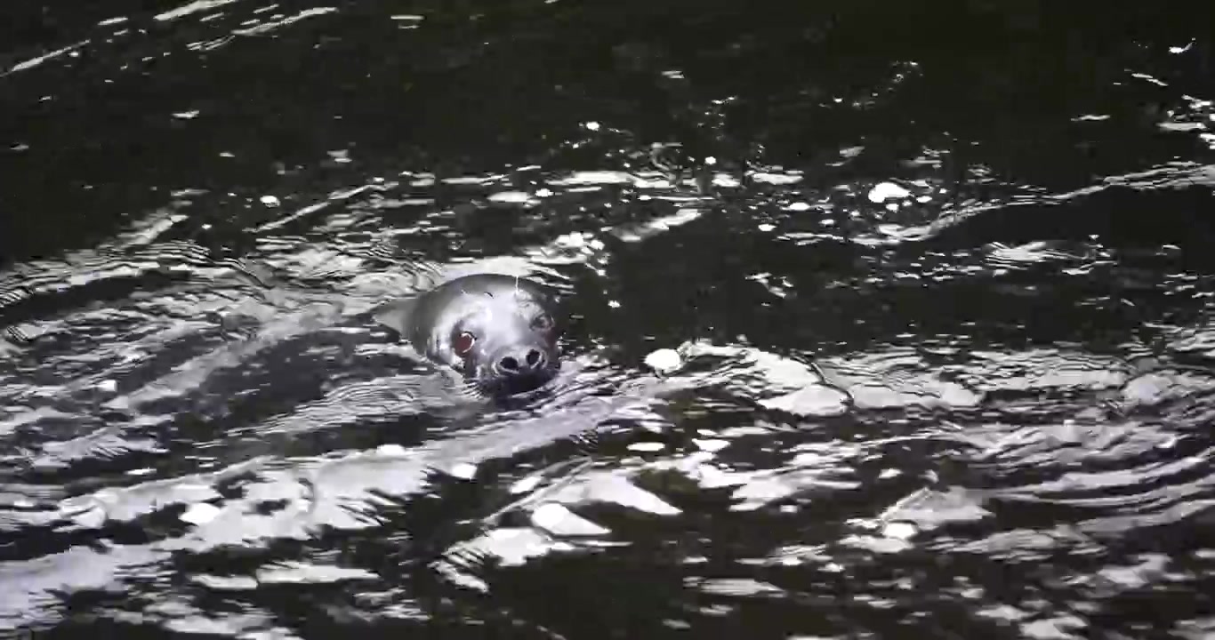 Seehund in Ketchikan, Alaska, schaut sich um, Nahaufnahme