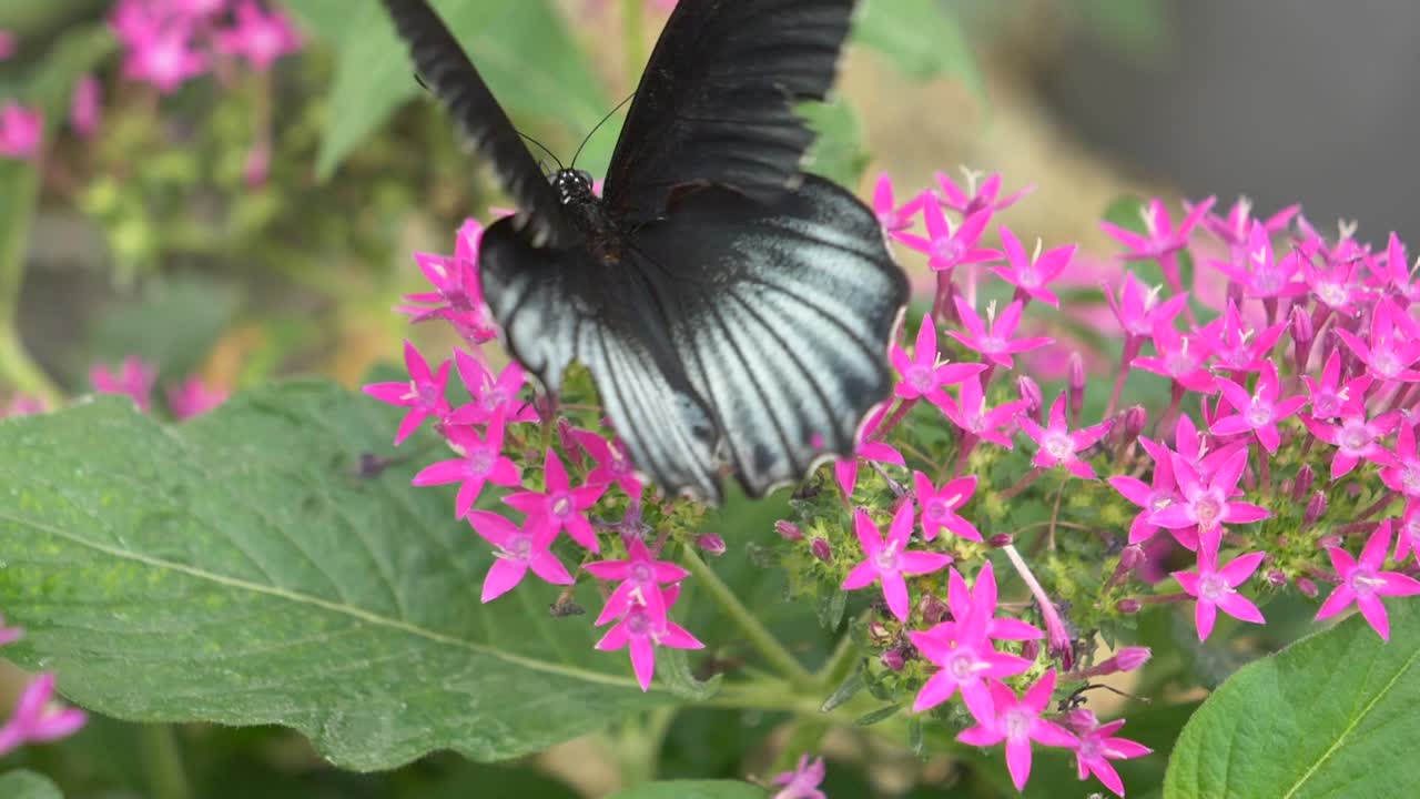 macro cierre mariposa blanca y negra moviendo las alas durante la recolección de néctar de la flor floreciente - disparo a cámara lenta