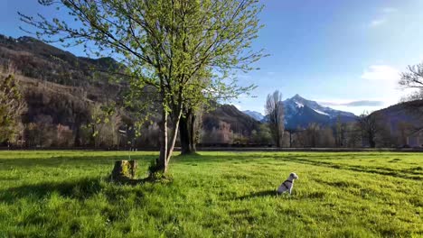 Grass-field-surrounded-by-mountains-,trees,greenery,with-a-dog-enjoying-the-outdoor-view