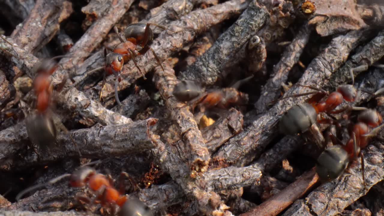 숲 속의 야생 개미 언덕 슈퍼 매크로 클로즈업  ⁇