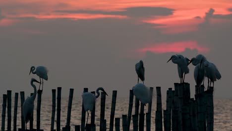 The-Great-Egret,-also-known-as-the-Common-Egret-or-the-Large-Egret