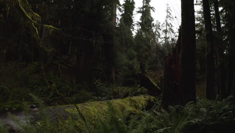 Hoh-Rainforest,-Mossy-Tree-Trunks-Ferns-and-Lush-Vegetation-At-Olympic-National-Park-Usa,-Sideways-View