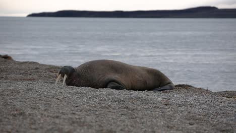 Walrus-looking-around-while-wobbling-up-from-the-water