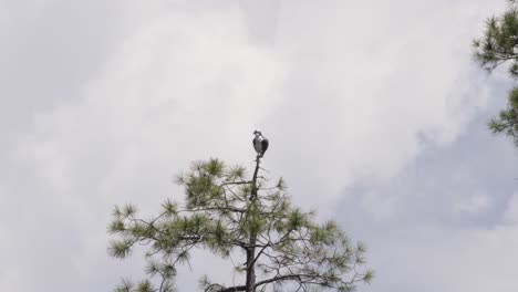 osprey watches from a treetop as white clouds pass by