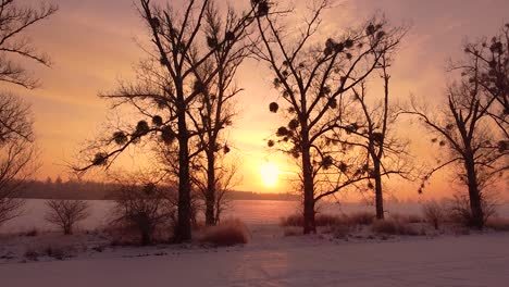 Dolly-in-toward-rising-sun-seen-through-leafless-poplars-with-mistletoes