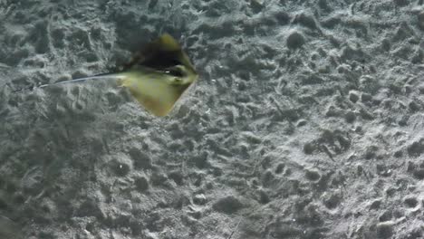 rayas en aguas poco profundas con fondo arenoso