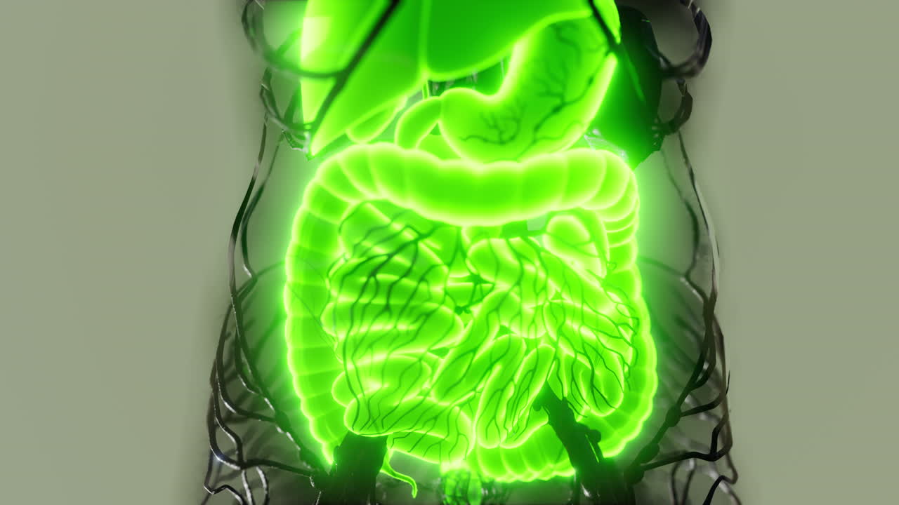 transparent human body with visible digestive system