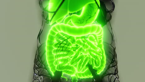 cuerpo humano transparente con sistema digestivo visible