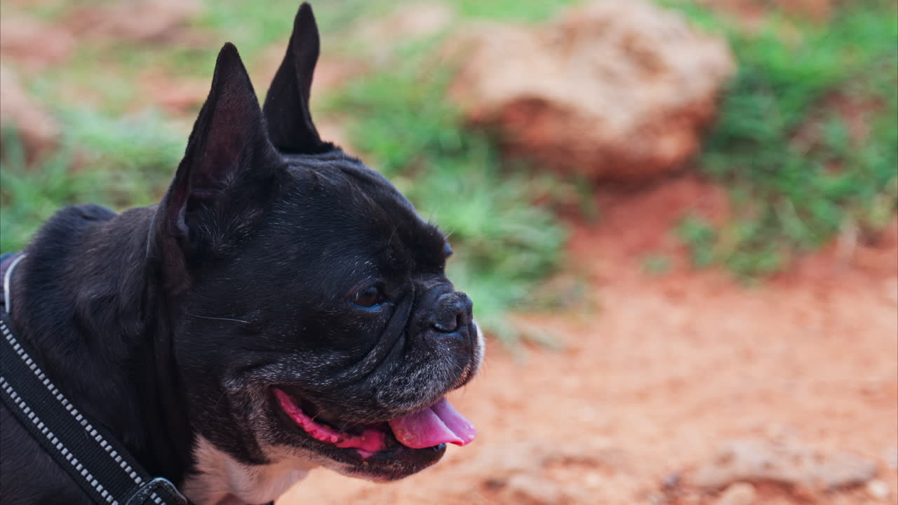 Close up of a black French Bulldog resting on a pathway