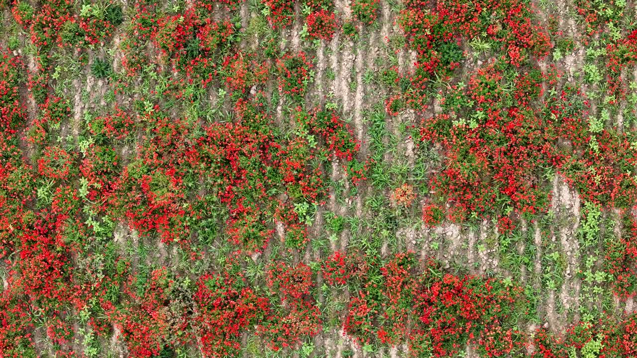 Red poppies and green foliage grow in loose clusters along parallel crop rows in a rural agricultural field, captured in static top-down static aerial shot