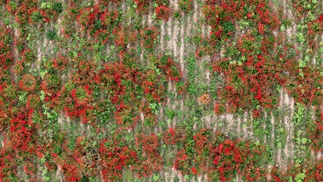 red poppies and green foliage grow in loose clusters along parallel crop rows in a rural agricultural field, captured in static top-down static aerial shot