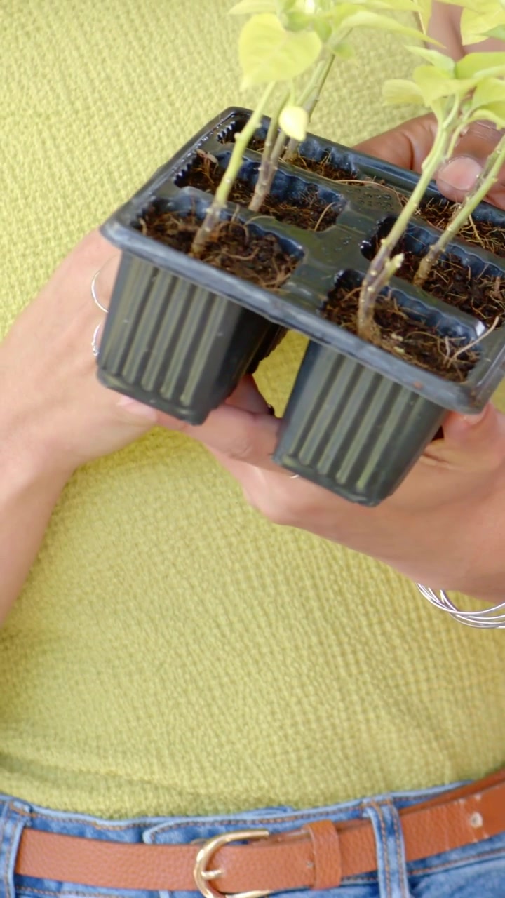 Video verticale: Donna con un top verde e jeans che tiene un vassoio di piantine e si china per ispezionarle.