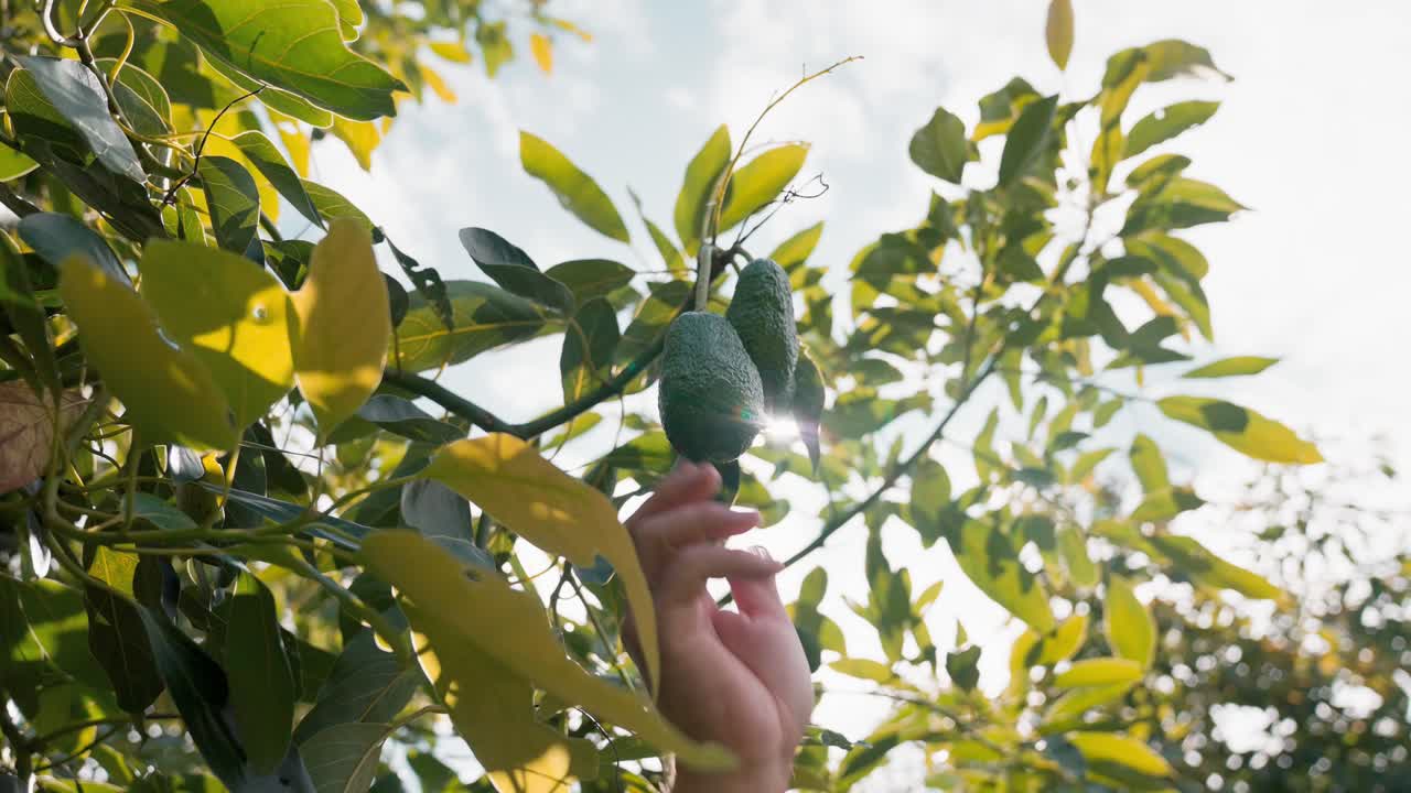 disparo de bajo ángulo de un racimo de aguacates orgánicos colgando de un árbol tropical verde