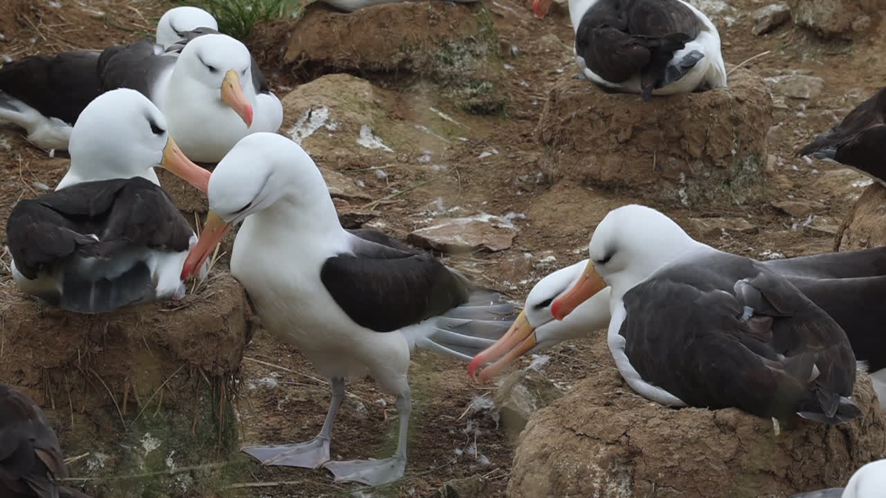 albatros de ceja negra peleando por nidos, arrancando las plumas de la cola