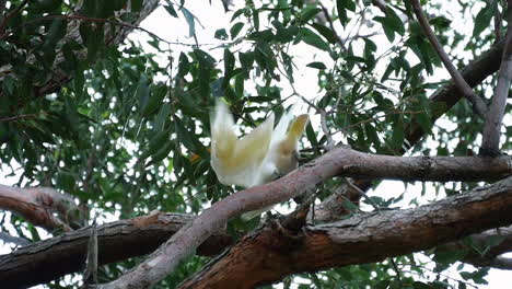 little corella - kurzschnabel-corella-barsch auf einem baum und davonfliegend in kurnell, new south wales, australien