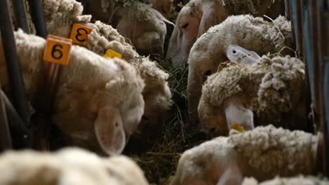 ovejas en una granja de rebaños