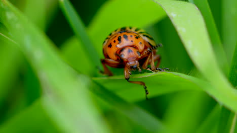 Incredible macro shot of wild Colorado Potato Beetle in green field during sun