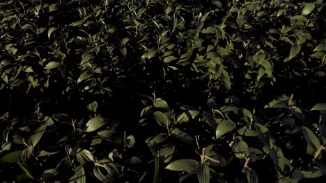 Aerial-fly-over-and-closeup-of-a-single-trumpet-Lily-flower-in-the-foreground-revealing-a-wider-field-of-headed-flowers-before-harvest-for-international-auction-sale