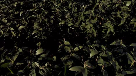 sobrevuelo aéreo y cierre de una sola flor de lirio de trompeta en primer plano que revela un campo más amplio de flores con cabeza antes de la cosecha para la venta de subasta internacional
