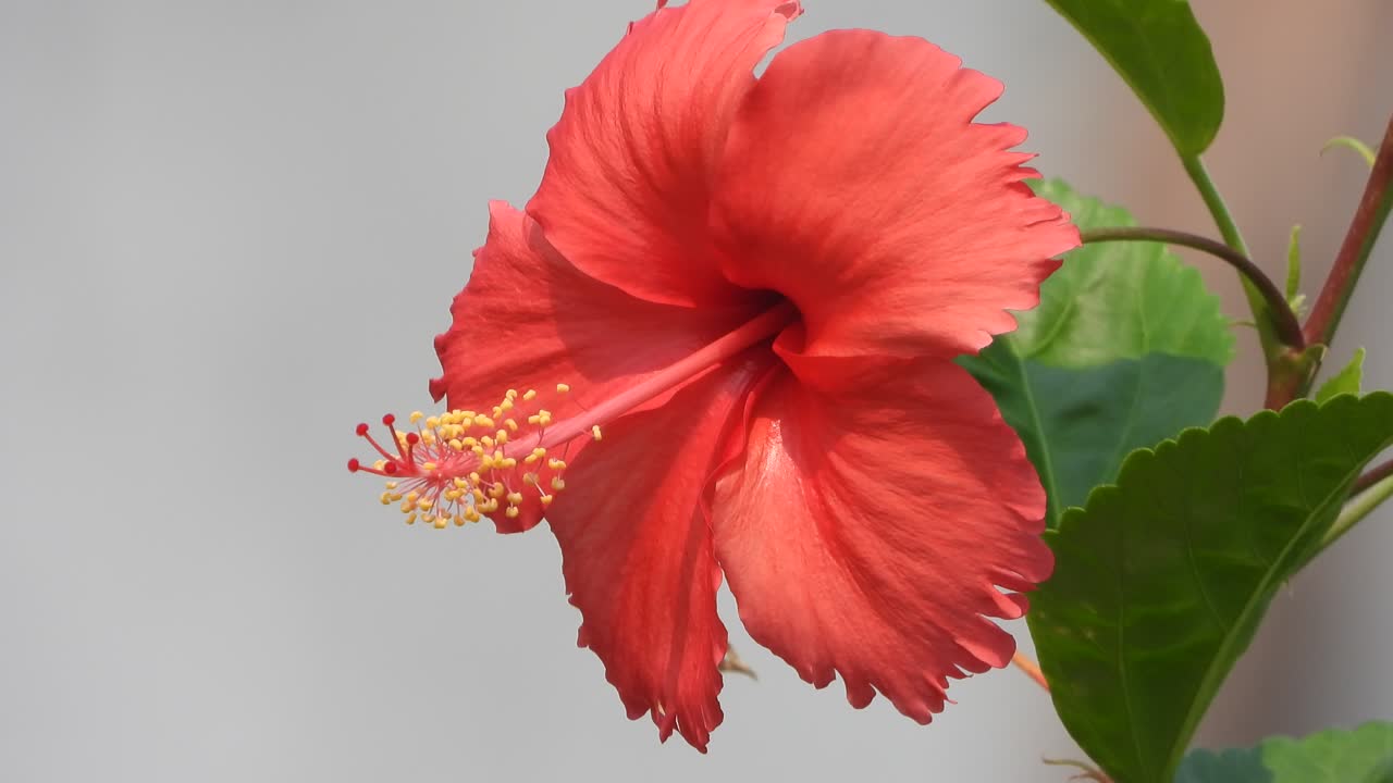 Fiore di ibisco -rosso -verde.