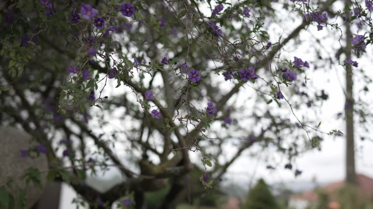 árbol con flores púrpuras en flor en un entorno natural al aire libre