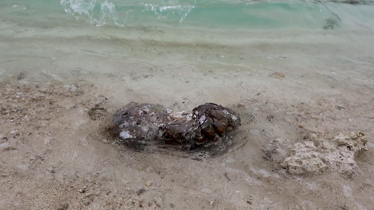 바가 에 있는 산호암 을 부드럽게 는 파도