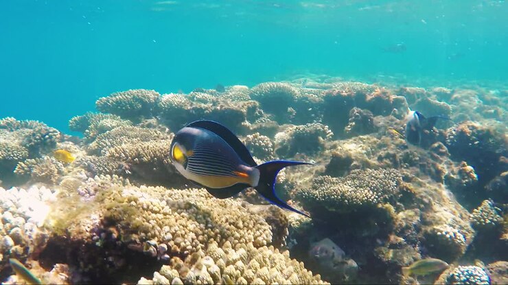 korallenriff und seine meeresbewohner