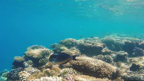 arrecife de coral y sus habitantes marinos