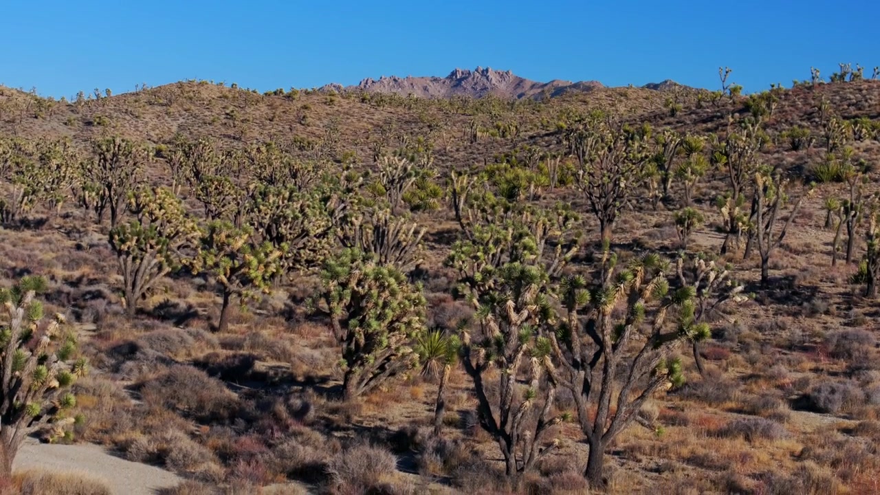 Yucca-træer Joshua Tree Nationalpark Californien luftdrone San Fernando County Mojave Colorado ørken bjerglandskab Kelso Pinto Basin Dunes blå himmel solrig eftermiddag panorering nedad og opad.