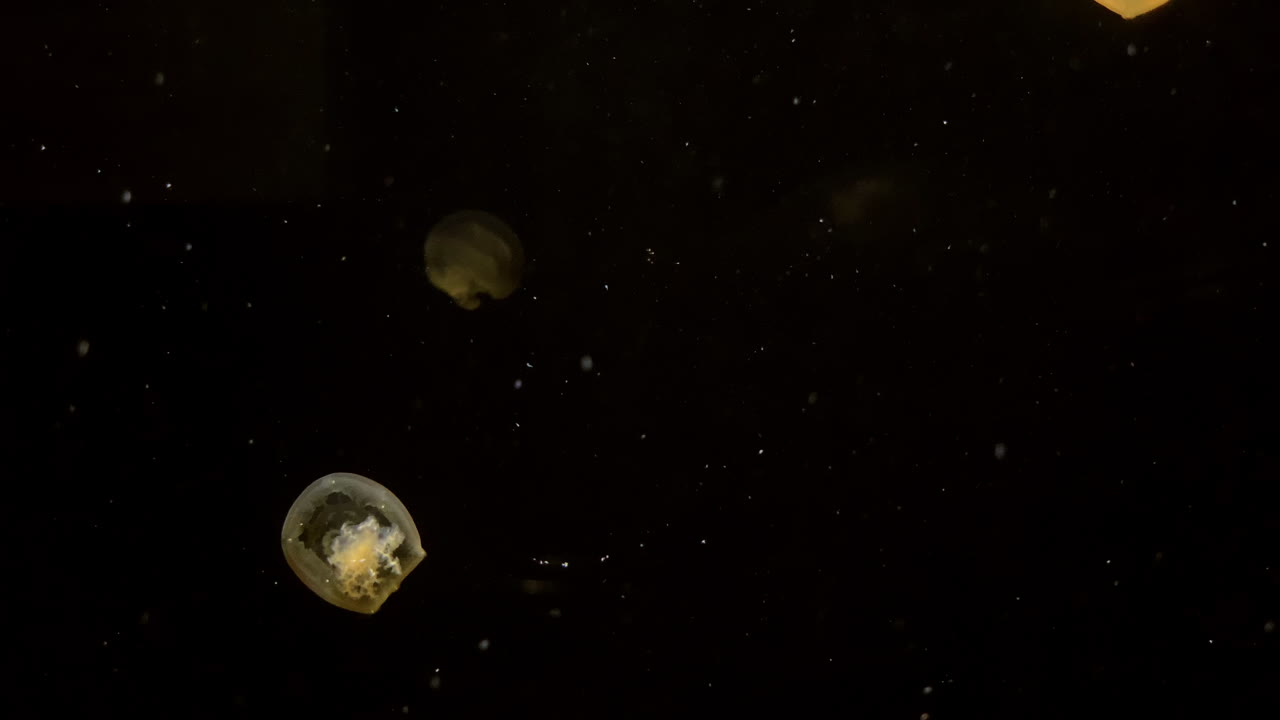 해파리 - rhizostoma luteum - kamon 수족관, 일본