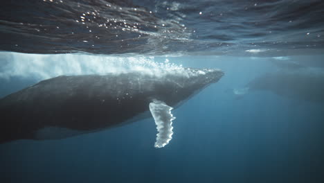 Large-Male-Humpback-Whale-Blowing-A-Bubble-Trail-To-Escort-Mom-And-Baby-Calf-Out-Of-A-Heat-Run