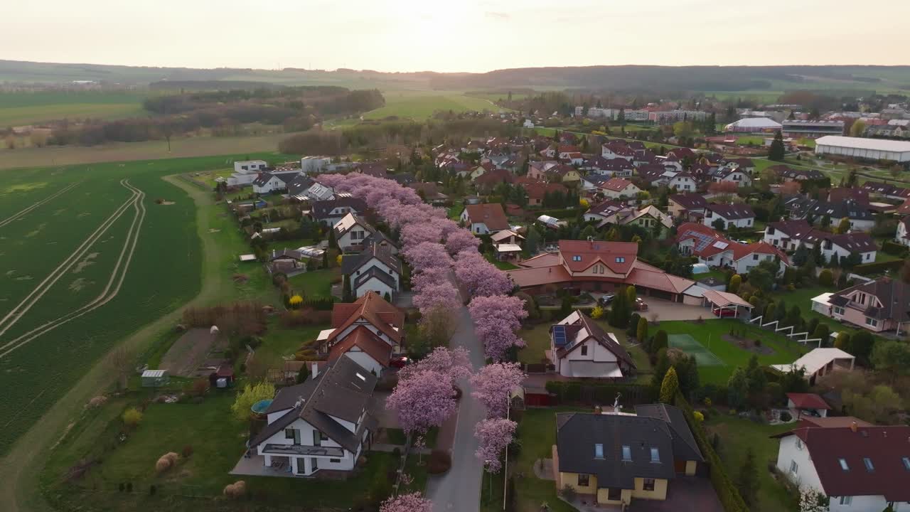 Sakura alley in a romantic mood on the street between houses. City at a quiet sunset. Svitavy from a drone view. Czech Republic