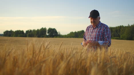 ein älterer bauer auf einem feld mit roggen- und weizenspitzen berührt seine hände und schaut sich die körner in zeitlupe an