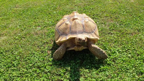 close-up of big turtle walking fast on green lawn