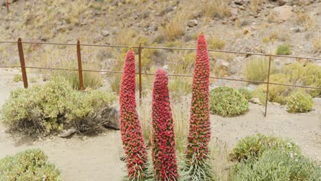 Upward-panning-from-Tajinaste-Rojo-reveals-rugged-volcanic-landscape