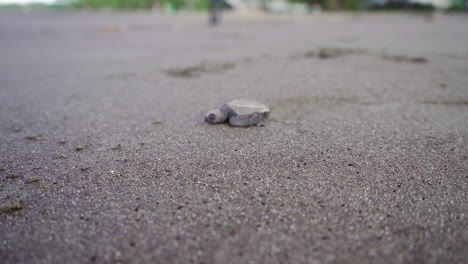 olive ridley sea baby turtle, lepidochelys olivacea, is heading towards the water at the nesting beach of ostional wildlife refuge, guanacaste, costa rica