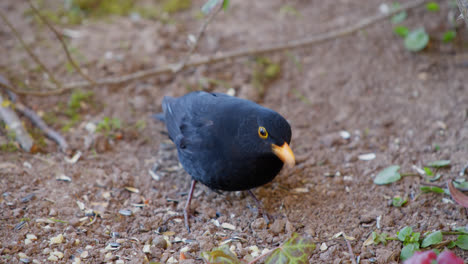 blackbird searches for sunflower seeds on the dry brown ground, finds them a few times and eats them