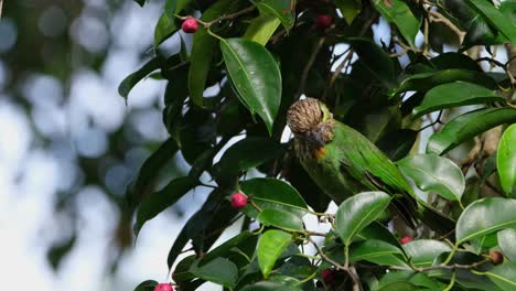 Seen-within-the-foliage-choosing-carefully-which-fruit-to-eat-and-then-goes-away,-Green-eared-Barbet-Megalaima-faiostricta,-Thailand