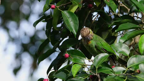 visto dentro del follaje eligiendo cuidadosamente qué fruta comer y luego se va, barbet de orejas verdes megalaima faiostricta, tailandia