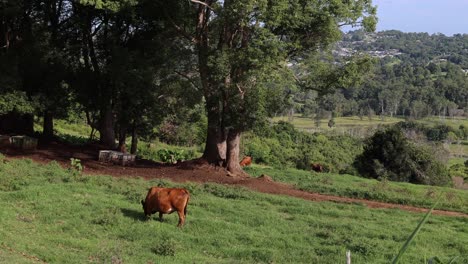 una sola vaca se mueve a través de un campo pacífico.