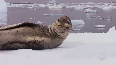 Un-Elefante-Marino-Se-Encuentra-En-Un-Glaciar-En-Retroceso-En-La-Antártida-1