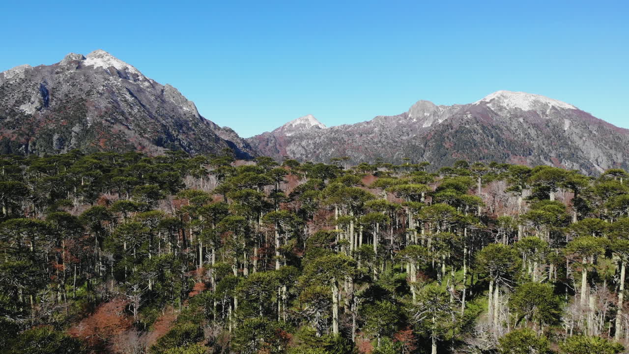 Scenic Mountain Landscape with Lush Trees