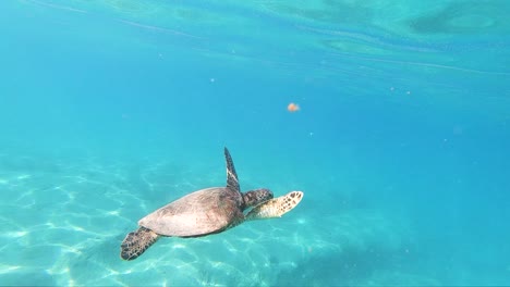 夏威夷海<unk>在夏威夷海灘的清<unk>水中優雅地游泳的極度慢速拍攝