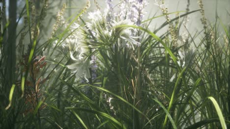 Grass-flower-field-with-soft-sunlight-for-background.