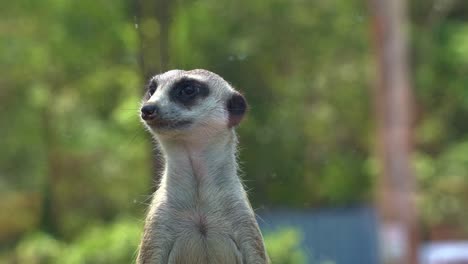 a cute african small mongoose, meerkat, suricata suricatta on sentry duty, perch on a high point, guarding the perimeter, close up shot.
